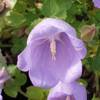 Campanula ephesia incurva in part